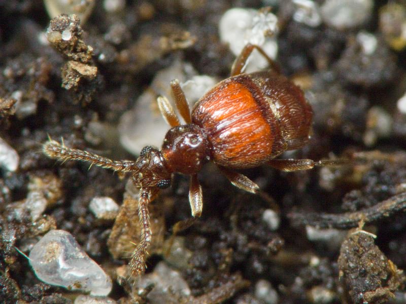 Brachygluta haematica (Reichenbach, 1816)